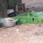 The lifeless body of he victim covered with plantain leaves Source: GNA