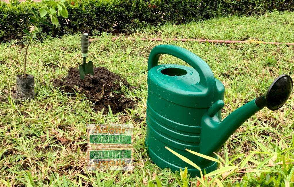 Green Ghana Project: 20 million trees source: Dennis Adu