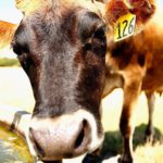 Climate change: New Zealand to tax cow and sheep burps