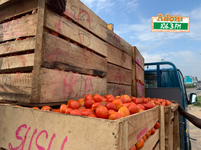 Agogo tomato farmers call for processing factory to curb post-harvest losses