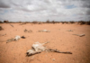 Three million heads of livestock, a major source of livelihood, have died. Image Source: Getty Images