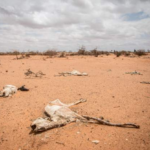 Three million heads of livestock, a major source of livelihood, have died. Image Source: Getty Images