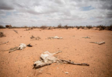 Three million heads of livestock, a major source of livelihood, have died. Image Source: Getty Images