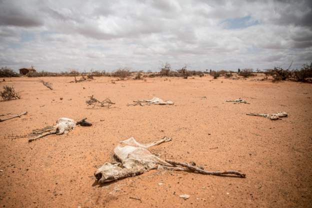 Three million heads of livestock, a major source of livelihood, have died. Image Source: Getty Images