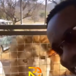 Sarkodie and his team enjoyed a trip to the wilderness at 'The Lion & Safari Park' in South Africa | credit: @ronnieiseverywhere