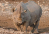 A total of 22 rhinos have been killed by poachers since the beginning of the year