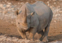 A total of 22 rhinos have been killed by poachers since the beginning of the year