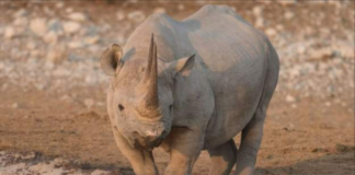 A total of 22 rhinos have been killed by poachers since the beginning of the year