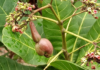 File Photo: Cashew nut. Credit: Adom News