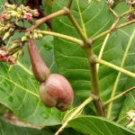 Farmers start harvesting from cashew seedlings after 3 years File Photo: Cashew nut. Credit: Adom News