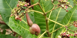 File Photo: Cashew nut. Credit: Adom News