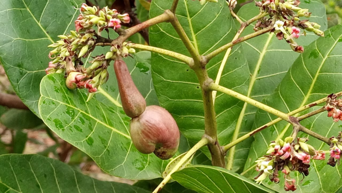 File Photo: Cashew nut. Credit: Adom News