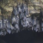 Marburg virus: All you need to know