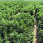 2026 is the make-or-break year for Ghana’s cannabis industry – Chamber