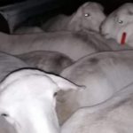 Man arrested for allegedly stealing 21 sheep