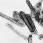 Marburg virus kills two, 98 quarantined