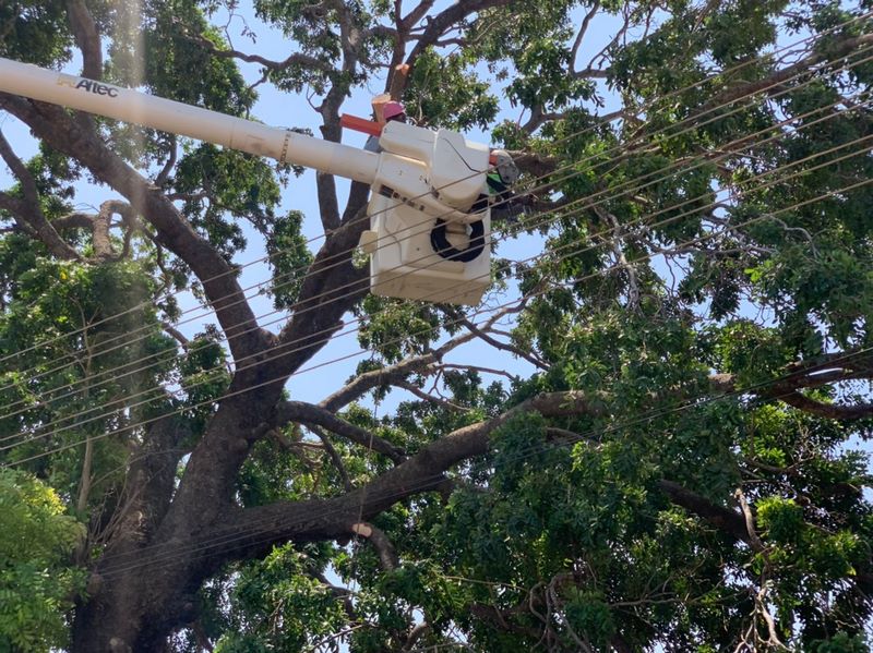 One killed after death trap tree falls on road at Bubuashie