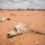Half of Somalia’s population hungry as drought bites Somalia is facing the worst drought in a decade