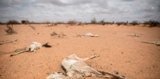 Somalia is facing the worst drought in a decade