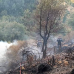 43 killed in Algeria wildfires – Police