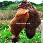 Wenchi assembly members accuse police of taking bush meat as bribes from farmers