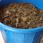 Teacher, 4 others arrested while working on cannabis farm