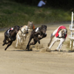5 greyhound races you should watch
