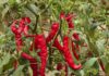 CSIR-CRI scales up engagement with stakeholders on pepper varieties