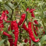 CSIR-CRI scales up engagement with stakeholders on pepper varieties