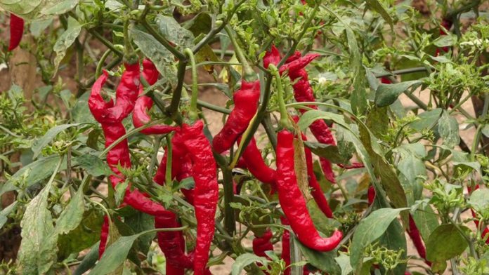 CSIR-CRI scales up engagement with stakeholders on pepper varieties