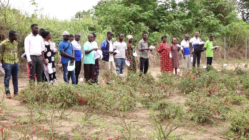CSIR-CRI scales up engagement with stakeholders on pepper varieties