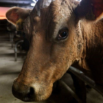 New Zealand proposes taxing cow burgs to reduce emissions