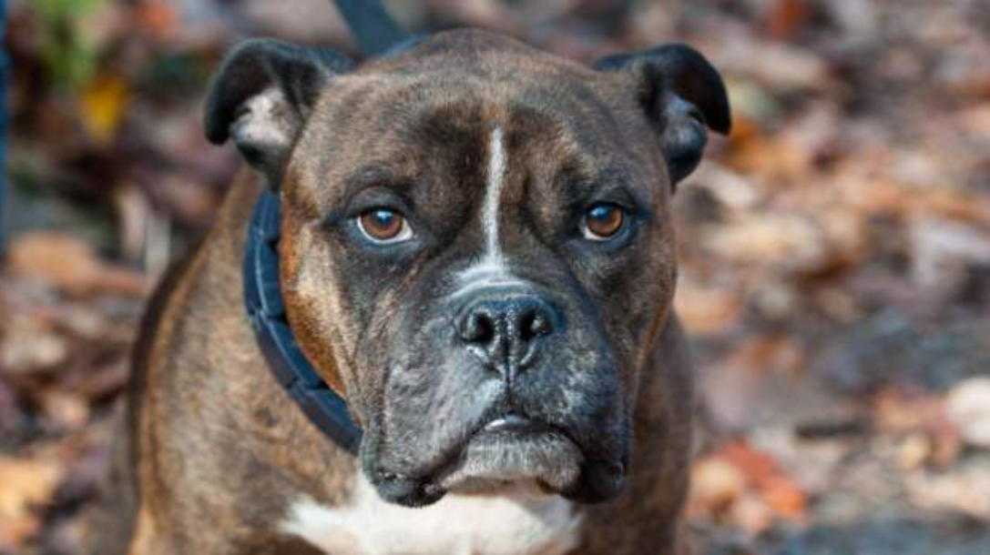 Dog shoots owner during hunting - Adomonline.com