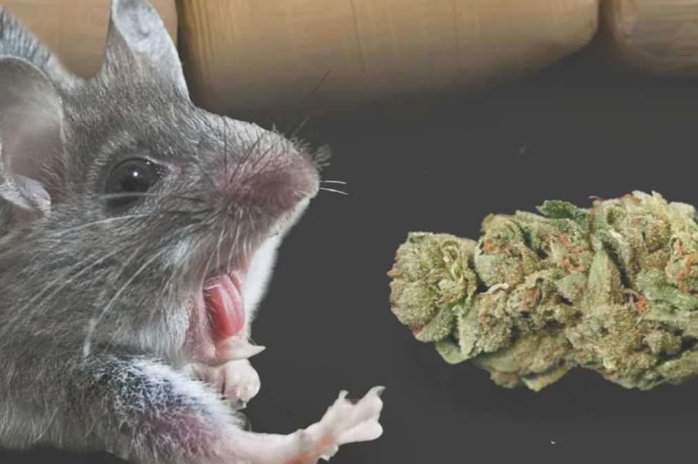 Rats blamed for eating 500 kilograms of marijuana seized by Indian