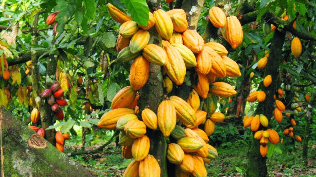 Nearly 200,000 tonnes of cocoa smuggled out of Ghana
