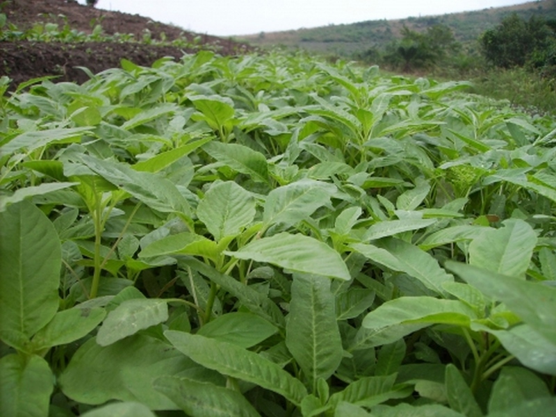 9 indigenous Ghanaian leafy vegetables found to be rich in antioxidants