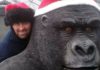 Owner Andrew Scott with Gary the gorilla source: mirroruk