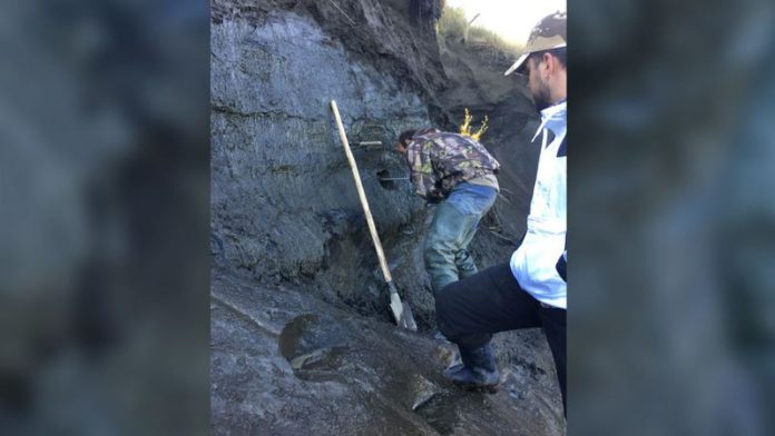 Cores of earth drilled from Siberian permafrost have been analyzed to detect frozen viruses. Jean-Michel Claverie/IGS/CNRS-AM