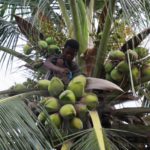The 13-year-old boy who survives on coconut The 13-year-old boy who survives on coconut