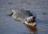 Crocodile population has been shrinking in Kenya due to loss of habitat