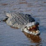Crocodile population has been shrinking in Kenya due to loss of habitat