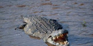 Crocodile population has been shrinking in Kenya due to loss of habitat