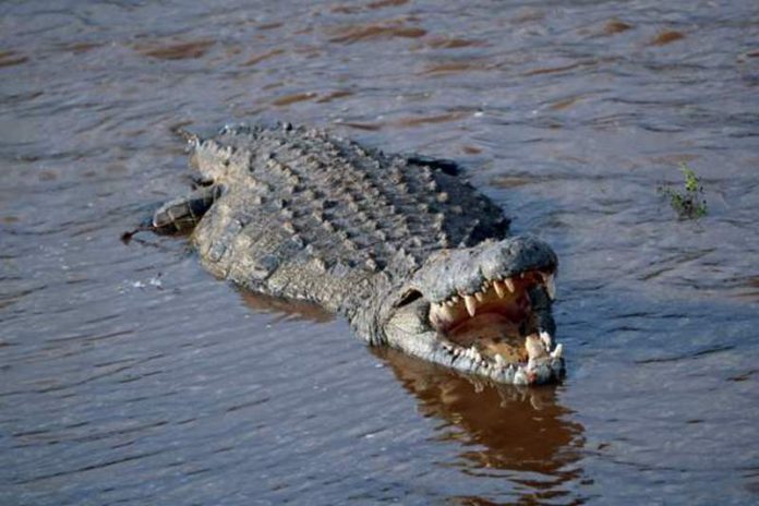 Crocodile population has been shrinking in Kenya due to loss of habitat