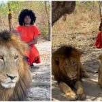 Lady takes pictures with lions at Safari Senegal. Photo Source: @jenni_frank