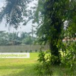 Akufo-Addo’s Kyebi garden