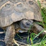 Jemima the tortoise has been on walkabout (Image: Charles Waddell / SWNS)