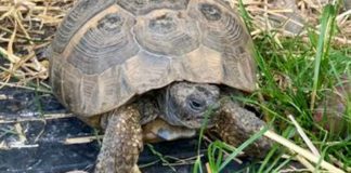 Jemima the tortoise has been on walkabout (Image: Charles Waddell / SWNS)