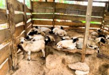 Anthrax: Ban on movement of ruminants lifted in Upper East
