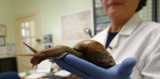 Mary Yong Cong, a Florida Department of Agriculture scientist, holds a giant African land snail in her Miami lab in 2015. (Kerry Sheridan/AFP/Getty Images)