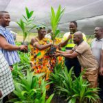 Anglogold Ashanti distributes 30,000 oil palm seedlings to reclaim destroyed lands
